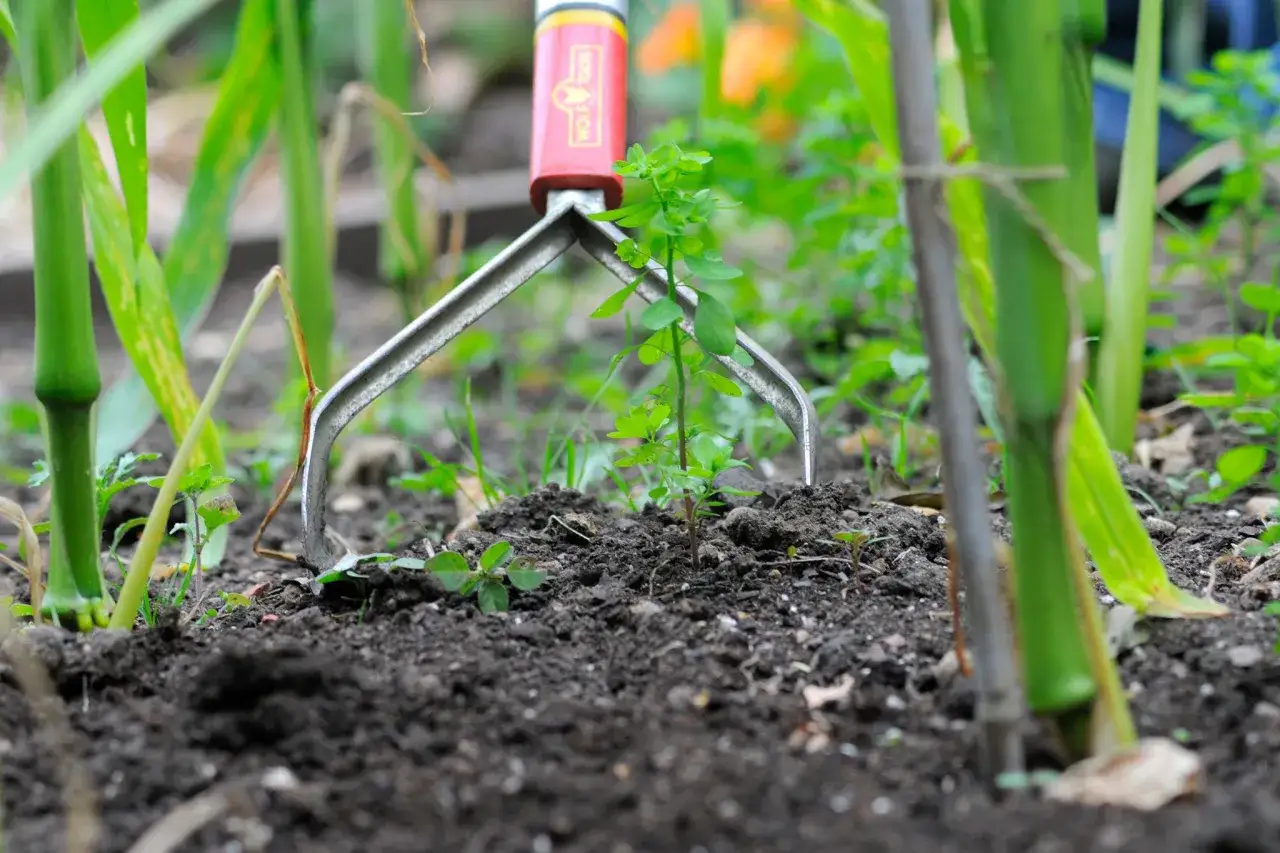 Attrezzo da giardinaggio per estirpare la gramigna, mostrando come eliminare la gramigna senza diserbante con metodi naturali.