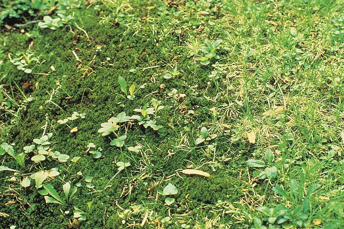 Close-up of moss and grass with small green plants growing.