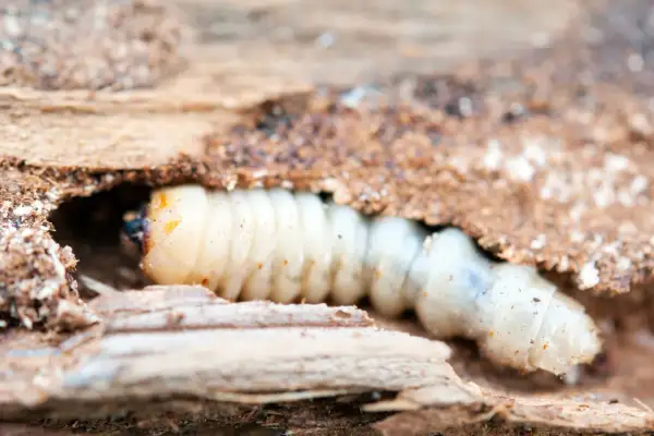 Larva bianca e segmentata, uno degli animali del legno, si muove in un tunnel scavato nel tronco.