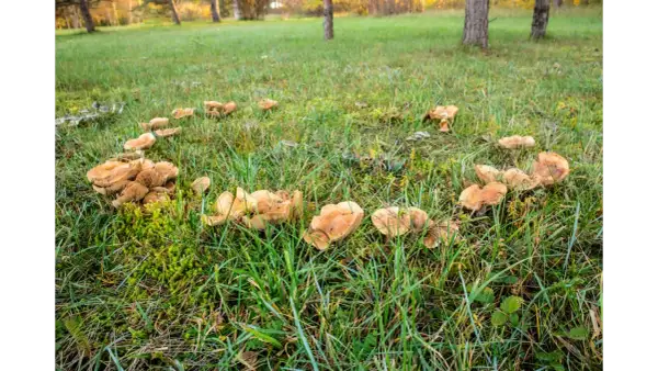 Un cerchio di funghi marroni spunta dall'erba verde. Come eliminarli?