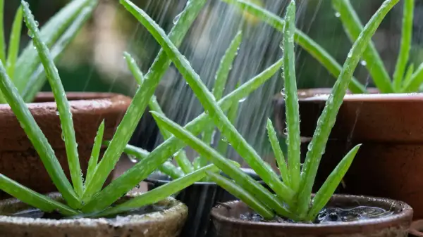 Piante di aloe in vaso ricevono acqua sotto la pioggia. Impara come curarla per farla crescere rigogliosa.
