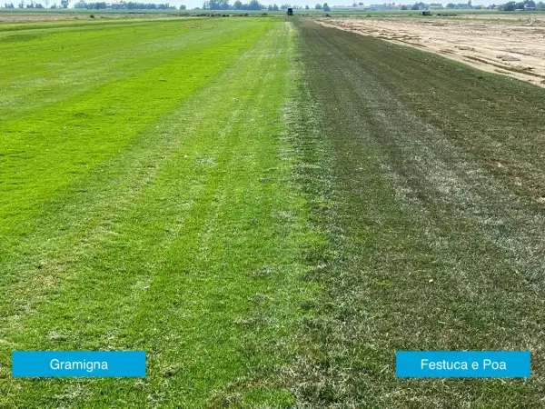 Prato diviso: a sinistra gramigna verde brillante, a destra un mix di festuca e poa trivialis più scuro e secco.