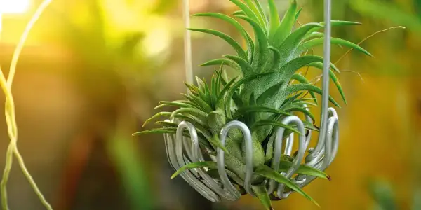 Tillandsia in un contenitore metallico, con luce solare che filtra. La cura di queste piante aeree è semplice e gratificante.