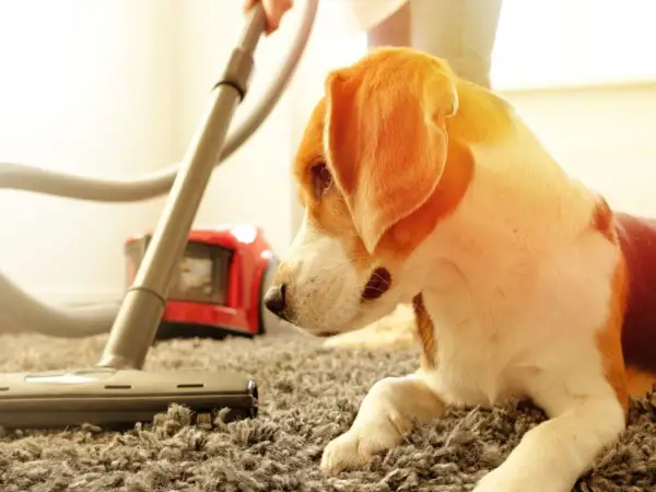 Un cane beagle osserva un aspirapolvere che pulisce il tappeto, sperando di non trovare pulci in casa.