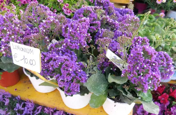 Un grappolo di statice fiore viola, con un cartellino che indica "Limonium €10.00".