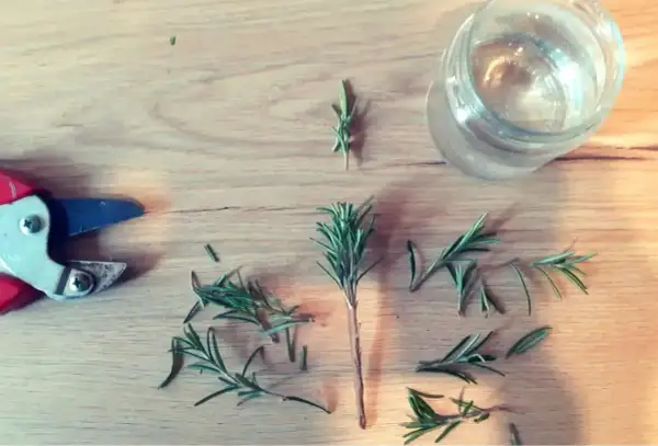 Potatura di rosmarino per creare una talea in acqua. Forbici, rametti e un bicchiere d'acqua su un tavolo di legno.