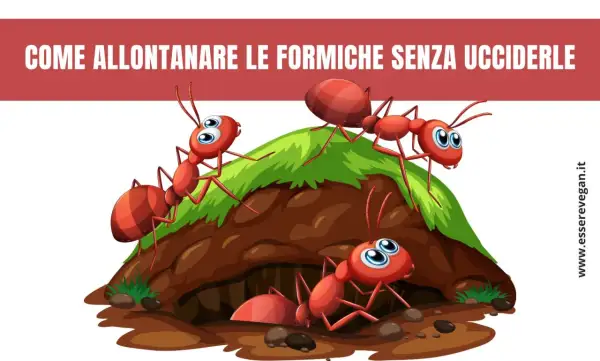 Formiche rosse animate escono da un formicaio. Scopri come allontanare le formiche con metodi naturali.