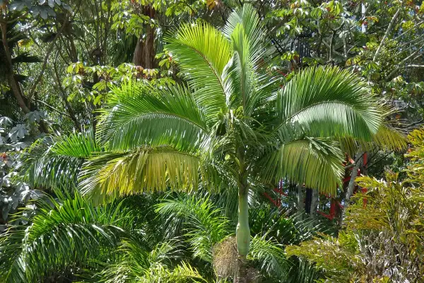 Un giardino lussureggiante con vari tipi di palme da giardino, alcune con foglie verdi brillanti, altre con sfumature gialle.