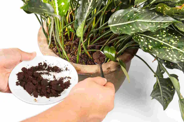 Mani che aggiungono fondi di caffè alle piante in vaso, un fertilizzante naturale per farle crescere rigogliose.