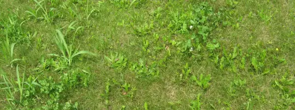Un prato verde con erbe infestanti a foglia stretta, tra cui trifoglio e qualche fiorellino bianco e giallo.