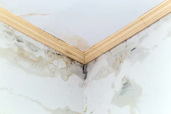 Angolo di un soffitto con evidenti macchie gialle e muffa nera, segno di infiltrazioni d'acqua e umidità.