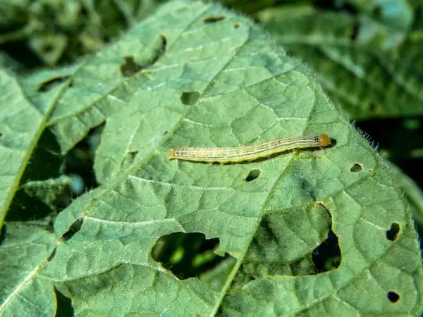 Un piccolo bruco verde mangia foglie, lasciando buchi. Forse cerca rimedi naturali per la sua crescita.
