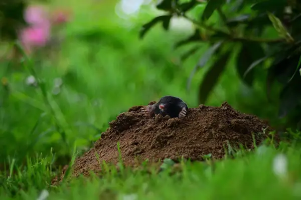 Una talpa emerge dal suo tumulo, un segnale che indica la necessità di capire come eliminare le talpe dal giardino per proteggere il prato.