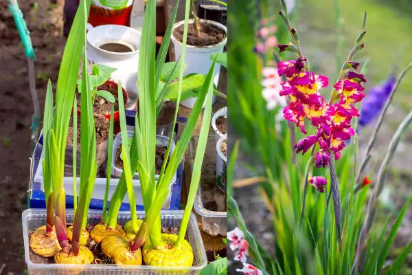 Gladioli in vaso germogliano, pronti per fiorire. La foto mostra perché i gladioli non fioriscono: bulbi sani e foglie verdi, ma ancora senza fiori.