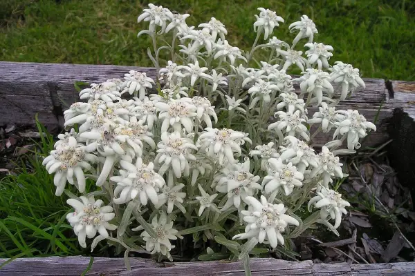 Un gruppo di fiori bianchi simili a stelle, che ricordano una stella alpina rossa, cresce tra erba verde e legno.