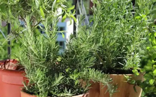 Piante di rosmarino rigogliose in vasi, con i loro aghi verdi che si intrecciano. Il profumo del rosmarino mai vicino, ma sempre presente.