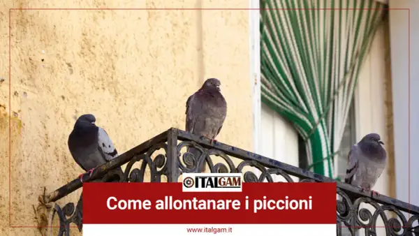 Tre piccioni si posano su un davanzale, suggerendo come allontanare i piccioni da balconi e finestre.