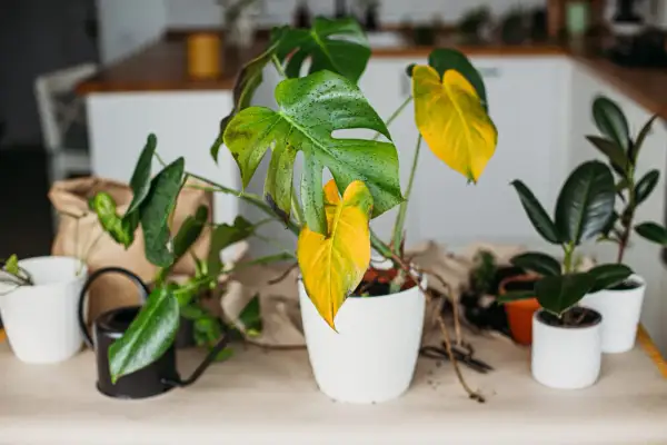 Pianta di Monstera con foglie verdi e gialle, alcune gocce d'acqua. Si intravedono altre piante e un piccolo annaffiatoio.