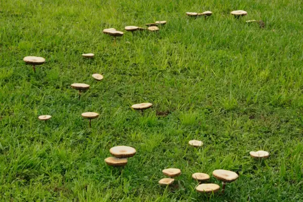 Un prato verde punteggiato da numerosi funghi del prato, alcuni dei quali potrebbero essere usati come rimedi naturali.