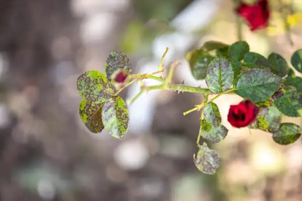 Foglie di rosa con macchie scure, segno di ticchiolatura. Un bocciolo rosso emerge tra le foglie malate.