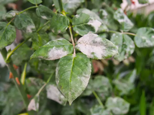 Foglie di rosa con oidio, un problema comune per cui esistono efficaci rimedi della nonna per le malattie delle rose.