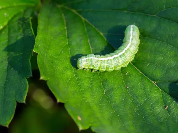 Un bruco verde brillante si muove su una foglia, lasciando tracce del suo passaggio. Le foglie mangiate da bruchi sono un segno della natura.