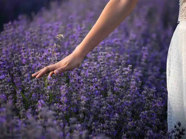 Mano sfiora un campo di lavanda viola. Il momento ideale per sapere quando piantare la lavanda è la primavera o l'autunno.