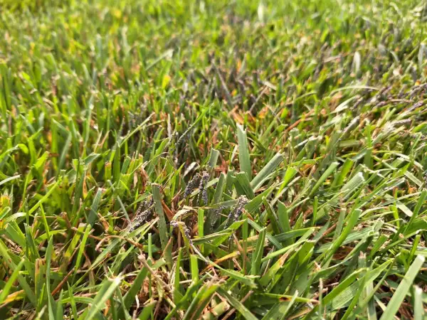 Erba verde con piccole macchie viola scuro, forse slime mold, che si aggrappano ai fili d'erba.