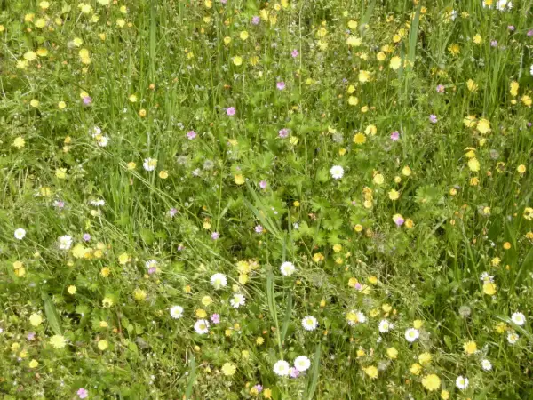 Prato fiorito con margherite bianche e gialle, piccoli fiori rosa e verdi foglie di infestanti a foglia larga.