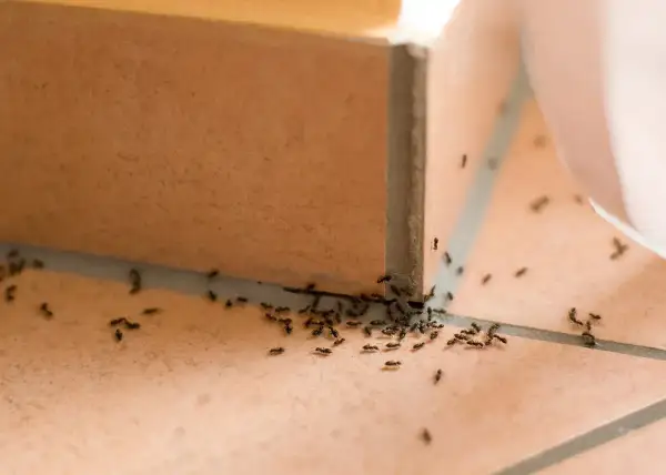 Formiche attratte da una trappola per formiche fai da te, un'invasione in miniatura sul pavimento piastrellato.