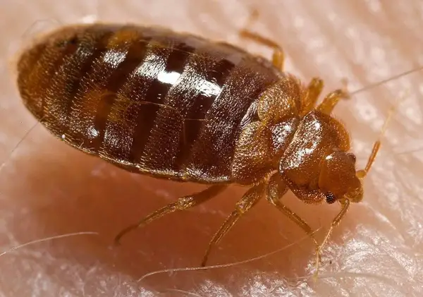 Ingrandimento di una cimice del letto, insetto parassita che si nutre di sangue umano.