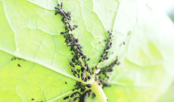Un'infestazione di afidi neri su una foglia verde. Scopri come eliminarli per salvare le tue piante.