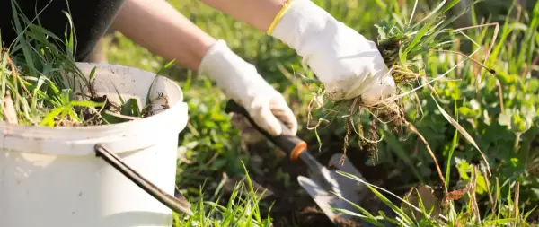 Mani guantate strappano erbacce dal terreno, pronte per essere messe in un secchio. Un piccolo attrezzo da giardinaggio è pronto all'uso per aiutare a togliere erbacce dal giardino.