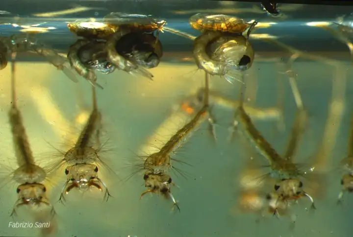 Larve di zanzara in acqua, pronte a trasformarsi. Capire come attirare le zanzare per ucciderle inizia dalla conoscenza del loro ciclo vitale.